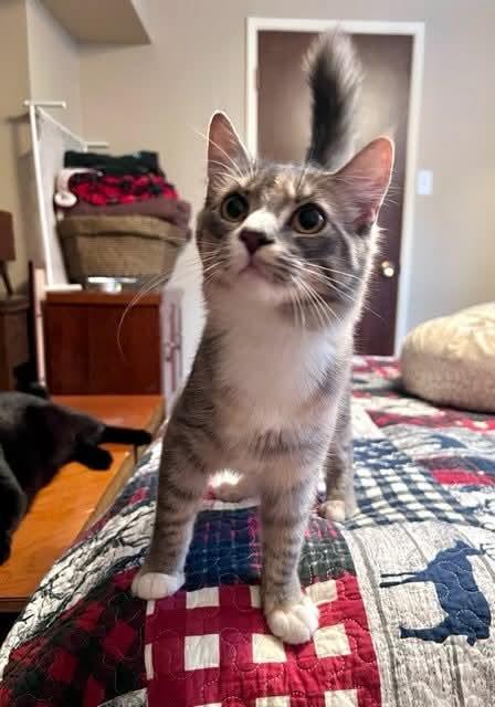 Enlarge Share - Bonded to Shadow, a Adoptable Domestic Short Hair in Edmonton, AB image 5/5