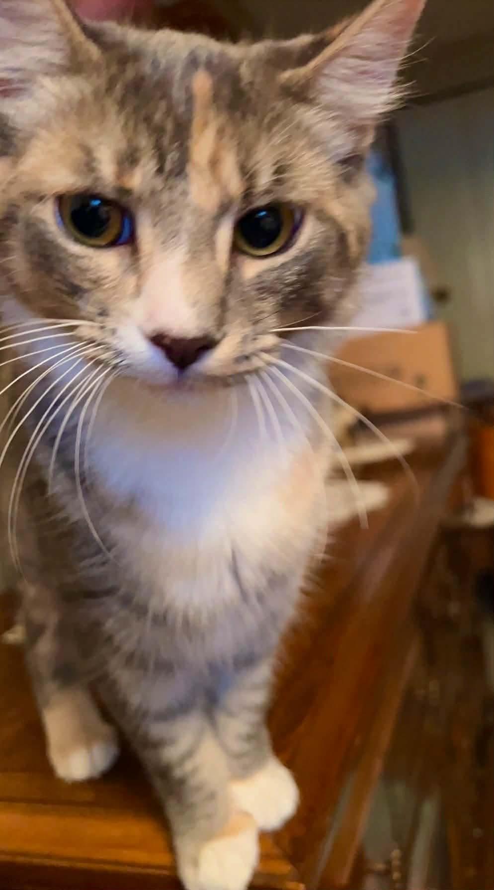 Enlarge Share - Bonded to Shadow, a Adoptable Domestic Short Hair in Edmonton, AB image 3/5