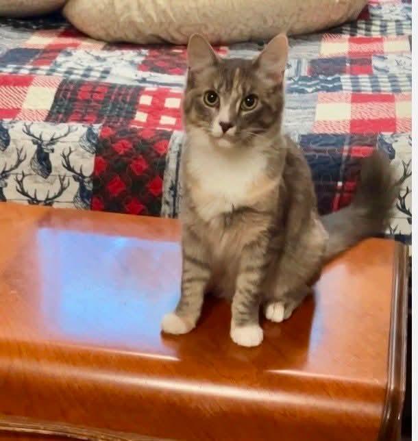Enlarge Share - Bonded to Shadow, a Adoptable Domestic Short Hair in Edmonton, AB image 4/5