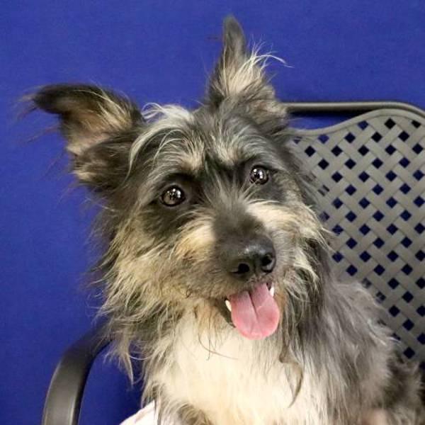 Major, Adoptable, Adult Male Terrier.