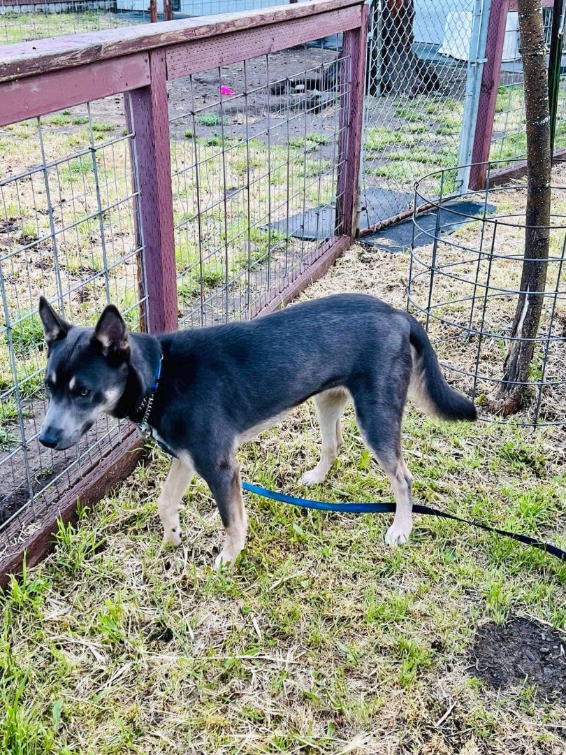 Smokie, Adoptable, Young Male Australian Kelpie & German Shepherd Dog.