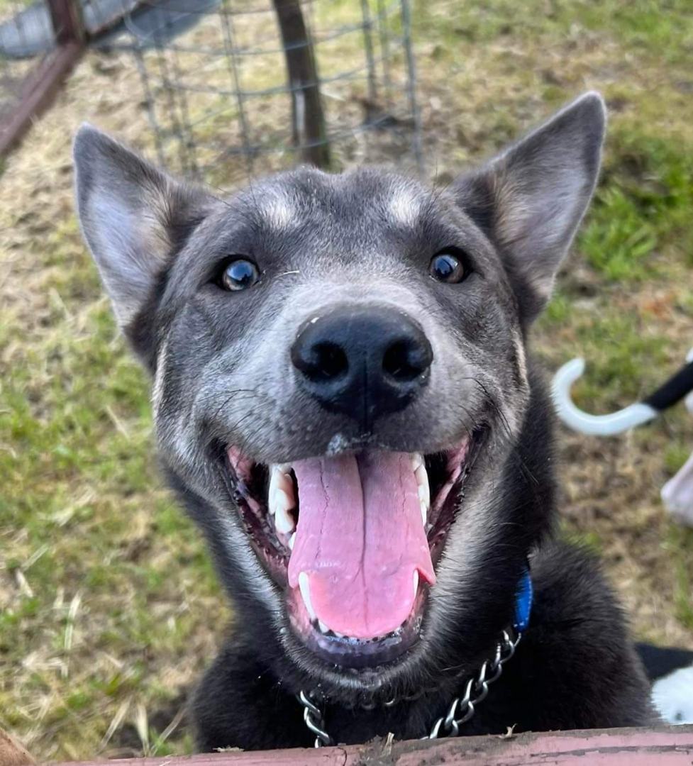 Smokie, a Adoptable mixed breed in Willits, CA image 3/8