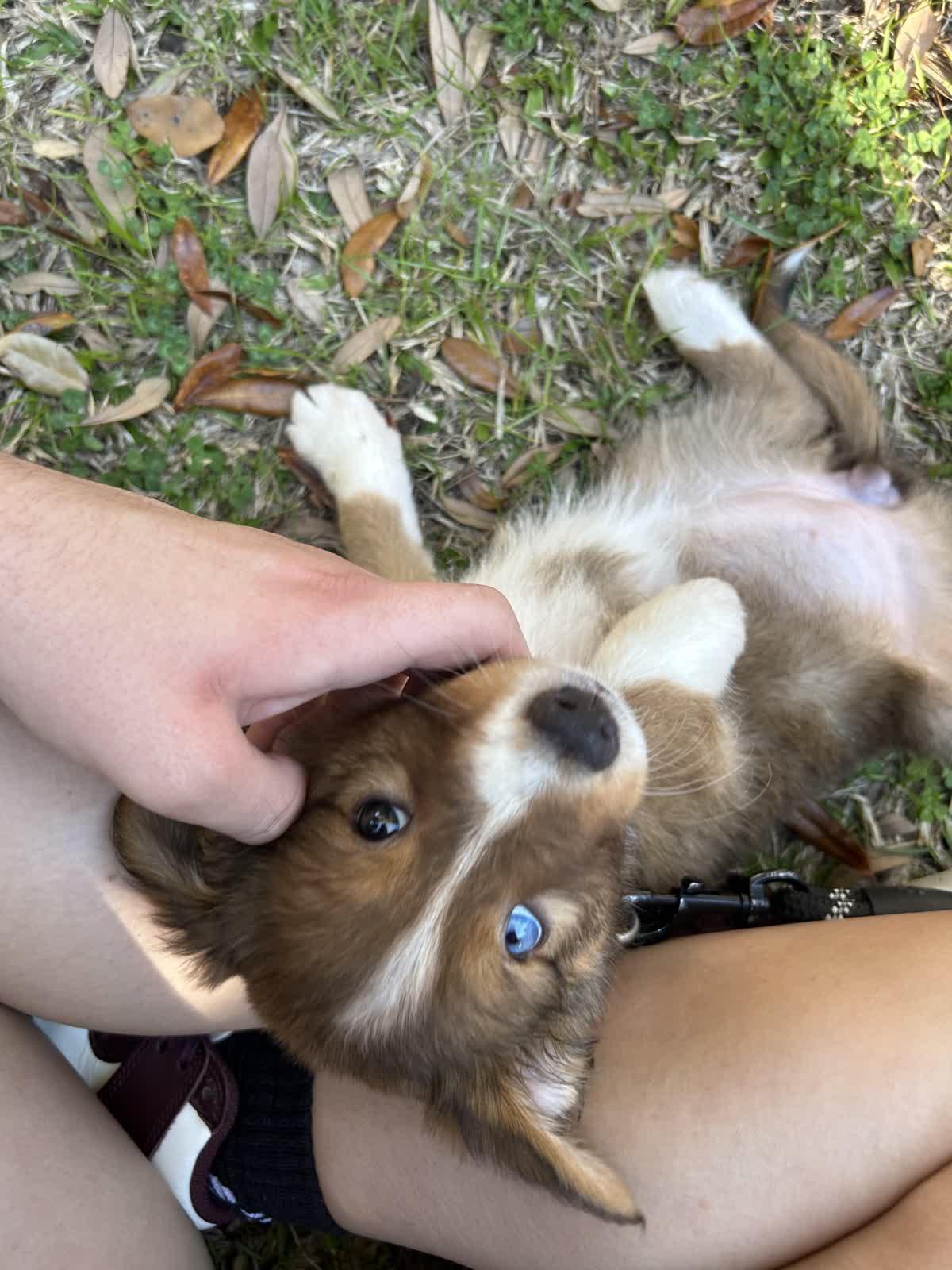 Enlarge Dove, a ADOPTABLE Foxhound in Tallahassee, FL image 2/6