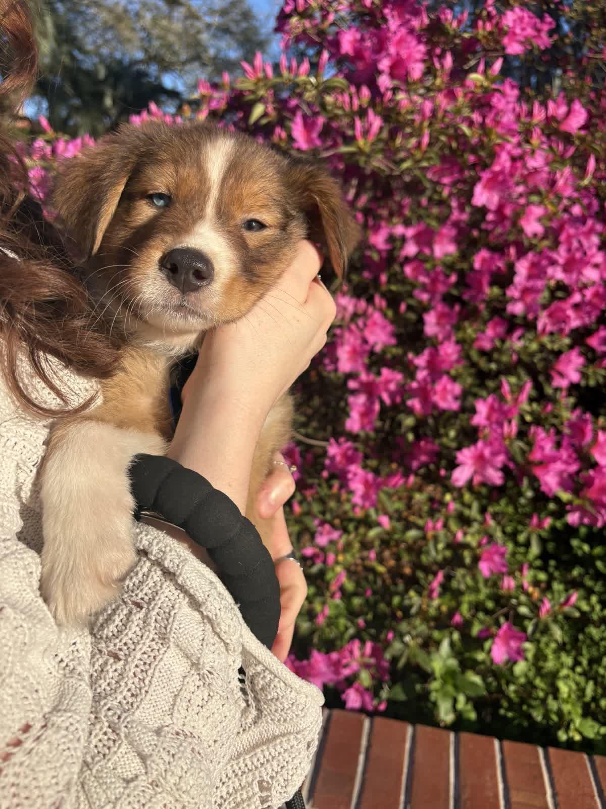 Dove, ADOPTABLE, Puppy Female Foxhound.