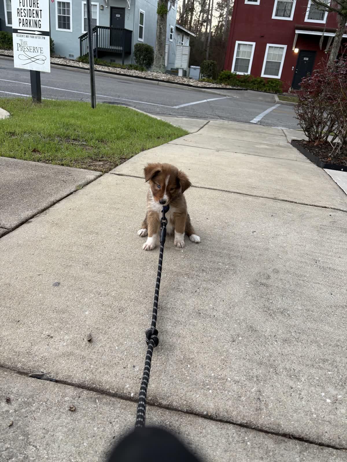 Enlarge Dove, a ADOPTABLE Foxhound in Tallahassee, FL image 6/6