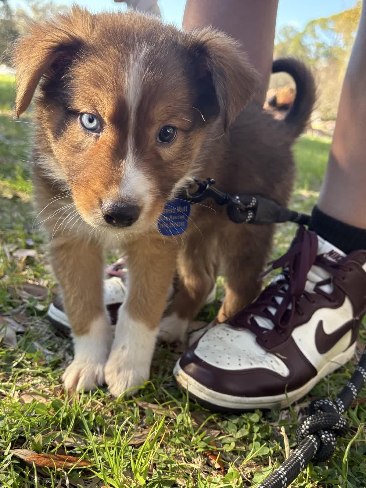 Enlarge Dove, a ADOPTABLE Foxhound in Tallahassee, FL image 4/6