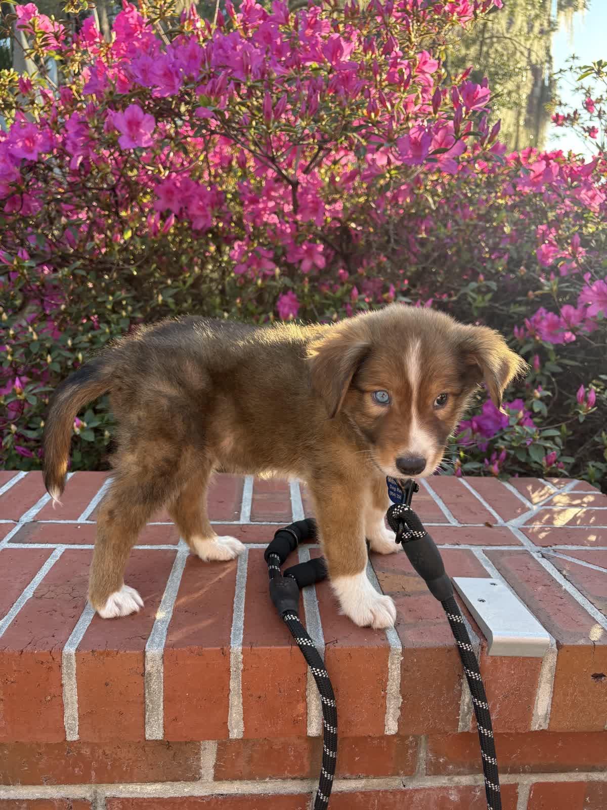 Enlarge Dove, a ADOPTABLE Foxhound in Tallahassee, FL image 5/6