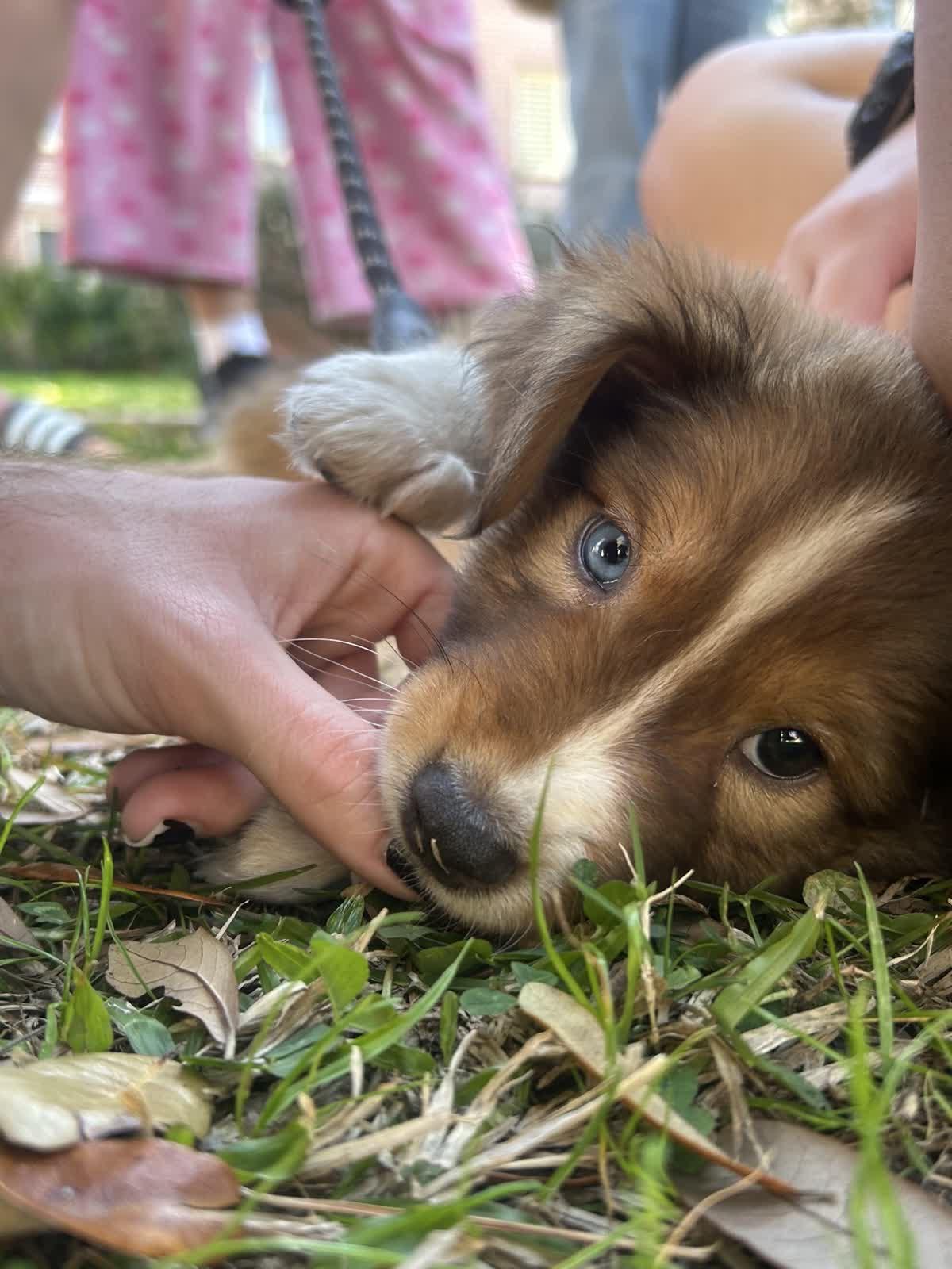 Enlarge Dove, a ADOPTABLE Foxhound in Tallahassee, FL image 3/6
