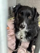 Vinny, ADOPTABLE, Adult Male Australian Shepherd.