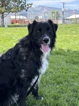 Enlarge Vinny, a ADOPTABLE Australian Shepherd in Hamilton, MT image 3/3