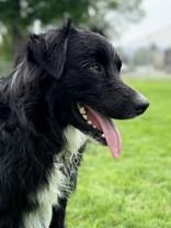 Enlarge Vinny, a ADOPTABLE Australian Shepherd in Hamilton, MT image 2/3