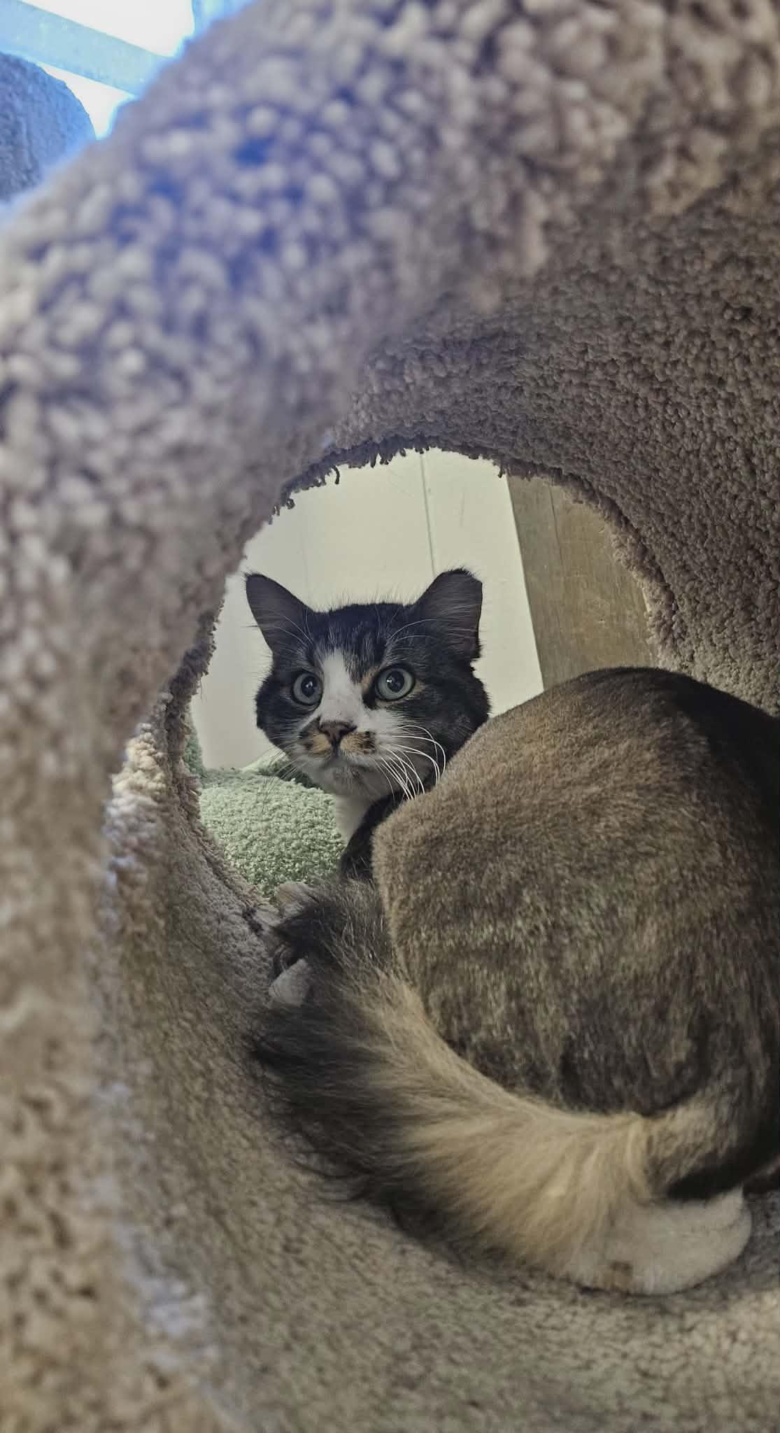 Enlarge Fluffernutter, an adopted Domestic Long Hair in Wapakoneta, OH image 3/3