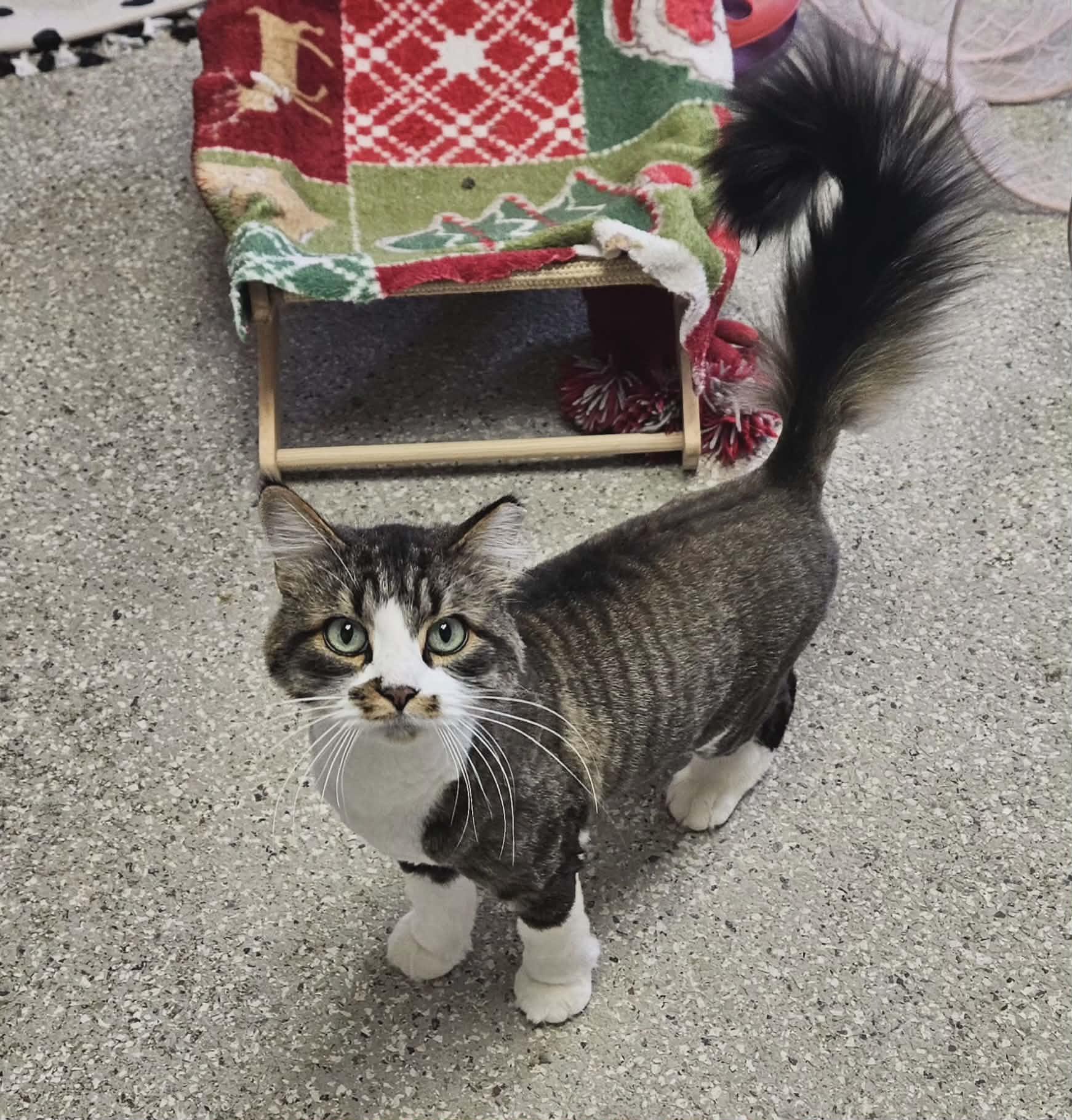 Enlarge Fluffernutter, an adopted Domestic Long Hair in Wapakoneta, OH image 2/3