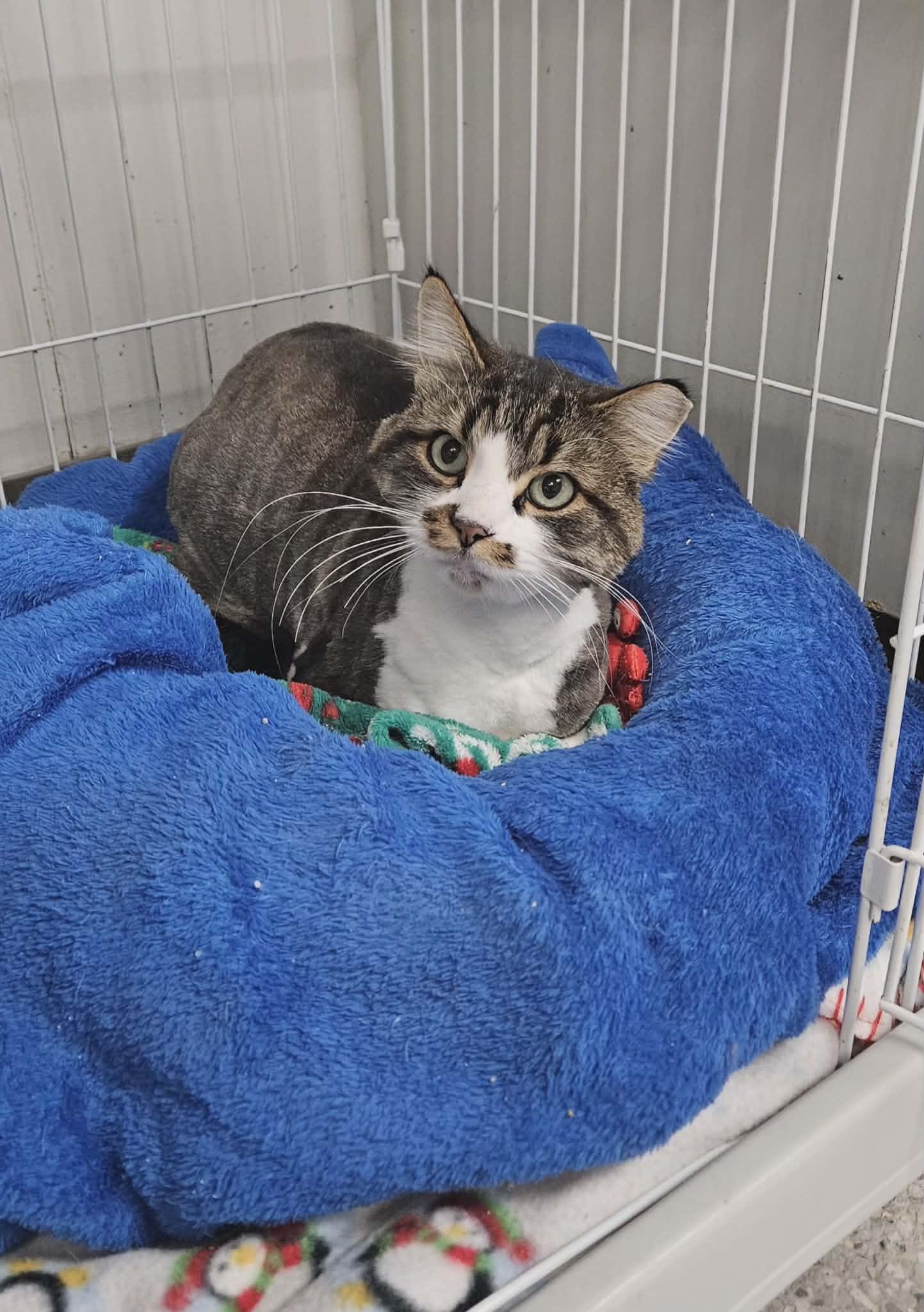 Enlarge Fluffernutter, an adopted Domestic Long Hair in Wapakoneta, OH image 1/3