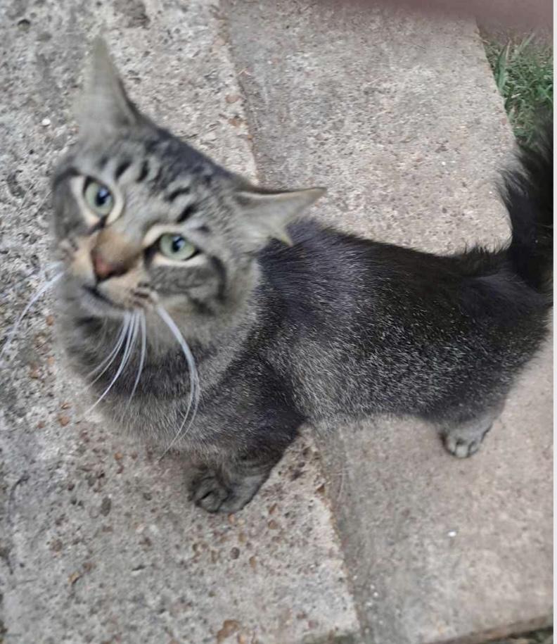 Smokey, a Adoptable Domestic Medium Hair in Melbourne, AR image 1/6