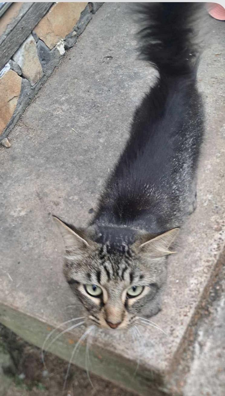 Smokey, a Adoptable Domestic Medium Hair in Melbourne, AR image 2/6