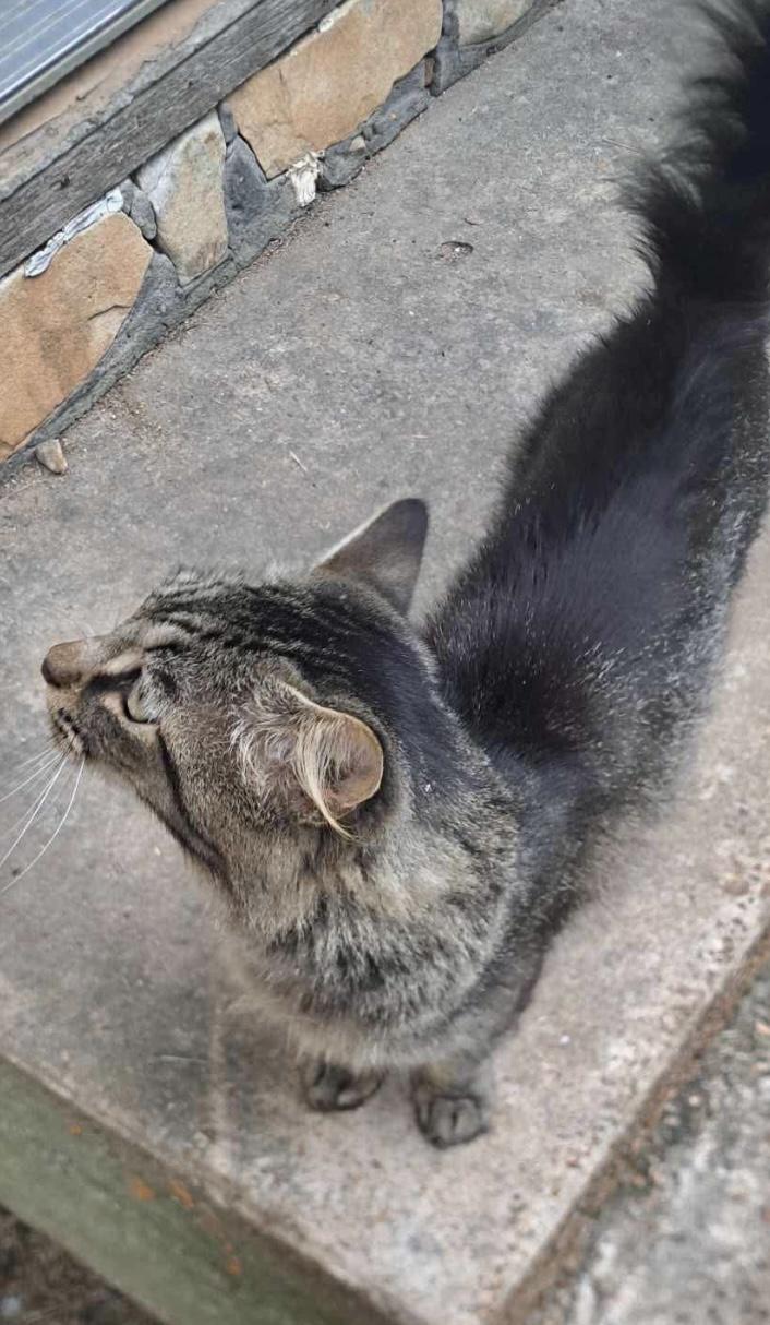 Smokey, a Adoptable Domestic Medium Hair in Melbourne, AR image 3/6