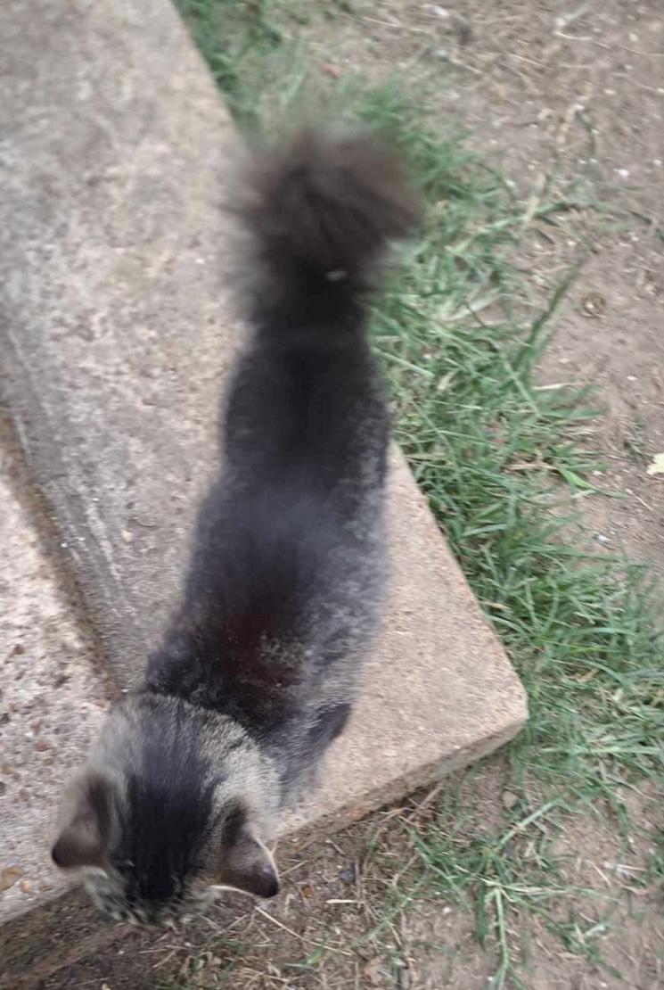 Smokey, a Adoptable Domestic Medium Hair in Melbourne, AR image 4/6