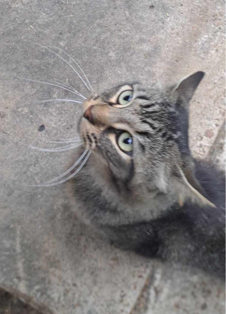 Smokey, a Adoptable Domestic Medium Hair in Melbourne, AR image 5/6