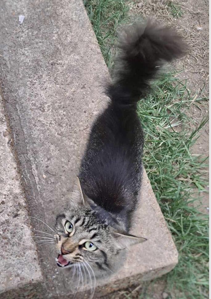 Smokey, a Adoptable Domestic Medium Hair in Melbourne, AR image 6/6