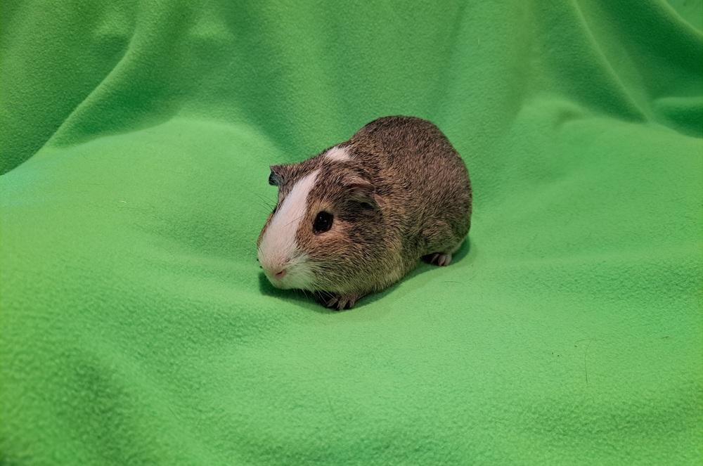 Jalapeno, Adoptable, Adult Male Guinea Pig & Guinea Pig.