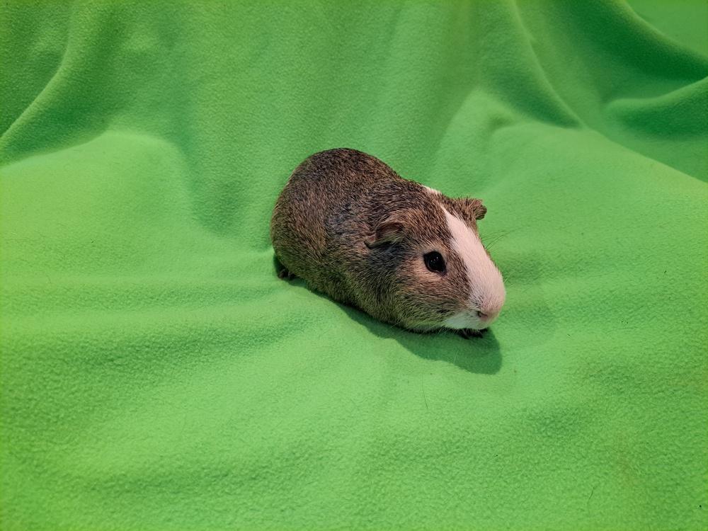 Jalapeno, a Adoptable mixed breed in South Bend, IN image 2/2
