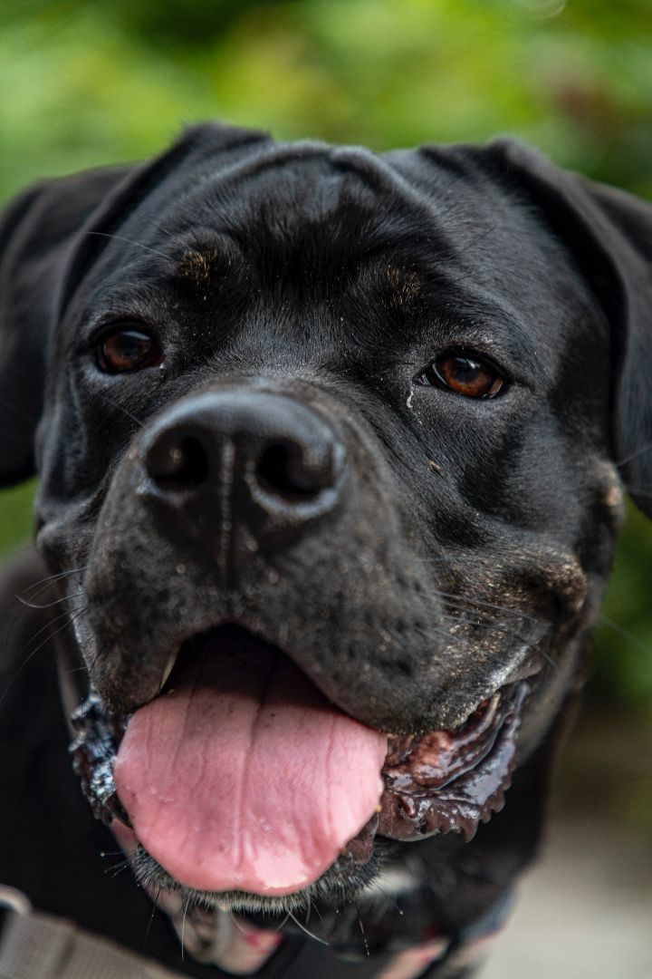 Bella, Adopted, Puppy Female Bullmastiff & Cane Corso.