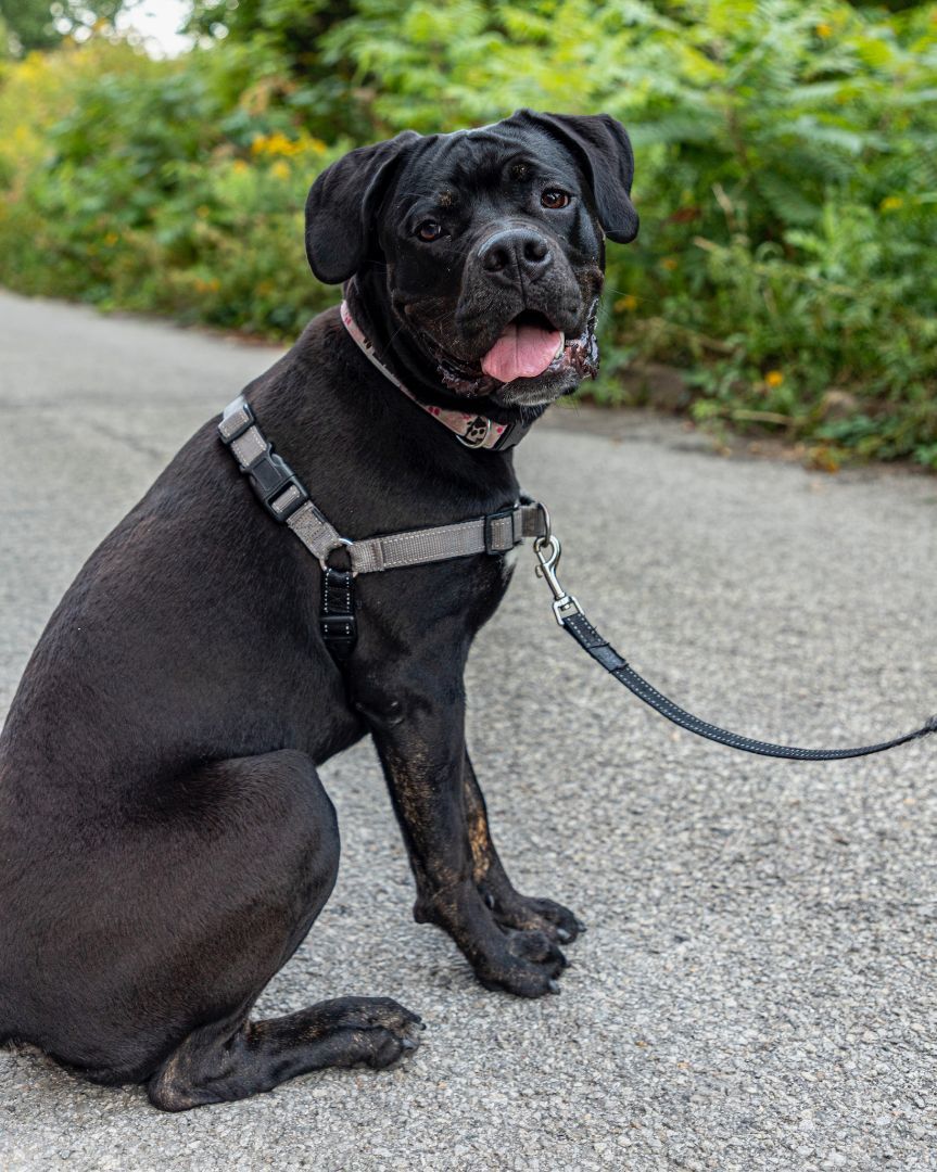 Enlarge Bella, a Adopted mixed breed in laval, QC image 2/6