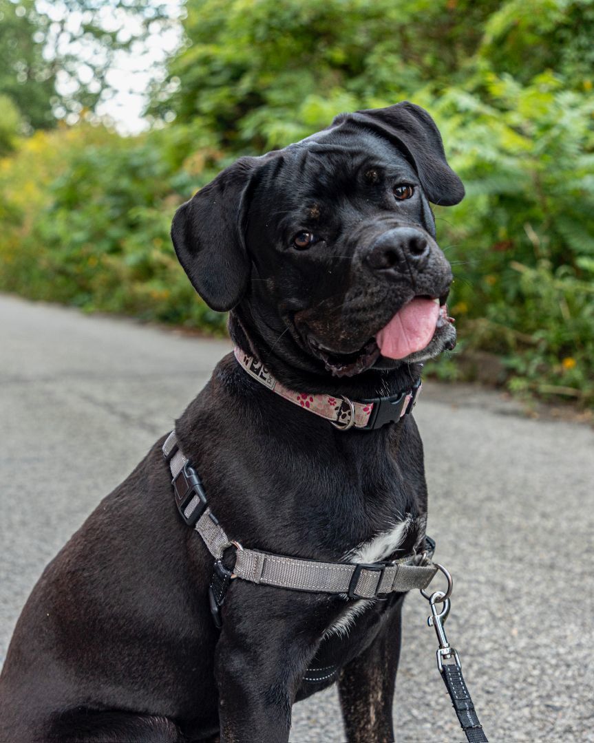 Enlarge Bella, a Adopted mixed breed in laval, QC image 3/6