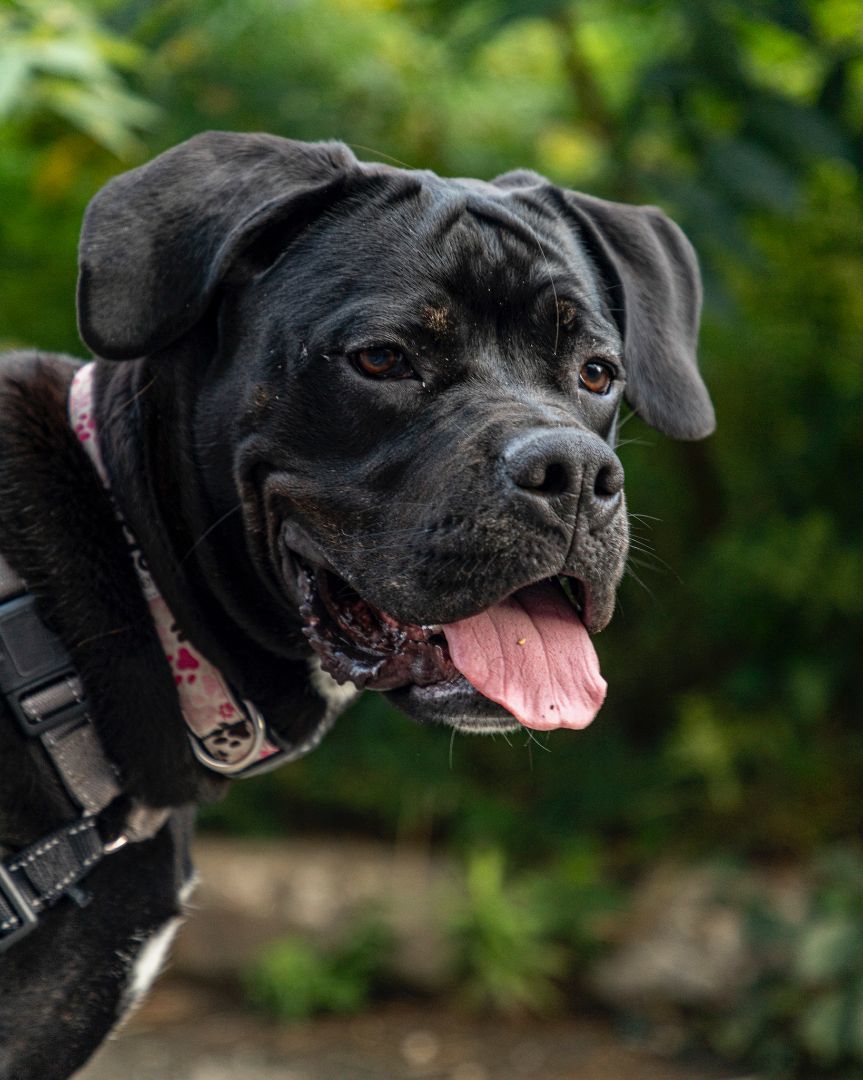 Enlarge Bella, a Adopted mixed breed in laval, QC image 4/6