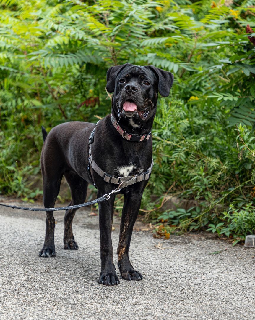 Enlarge Bella, a Adopted mixed breed in laval, QC image 5/6