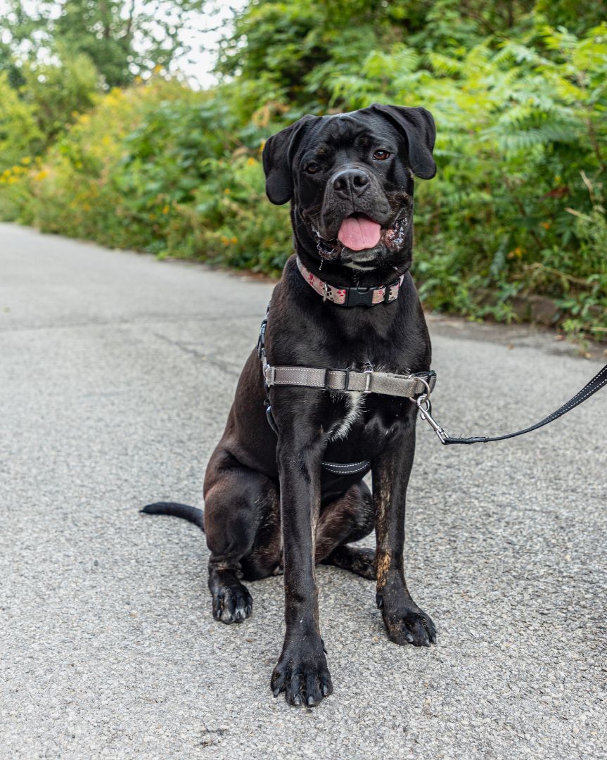 Enlarge Bella, a Adopted mixed breed in laval, QC image 6/6