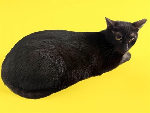 DOLPHINA, Adoptable, Young Female Domestic Short Hair.