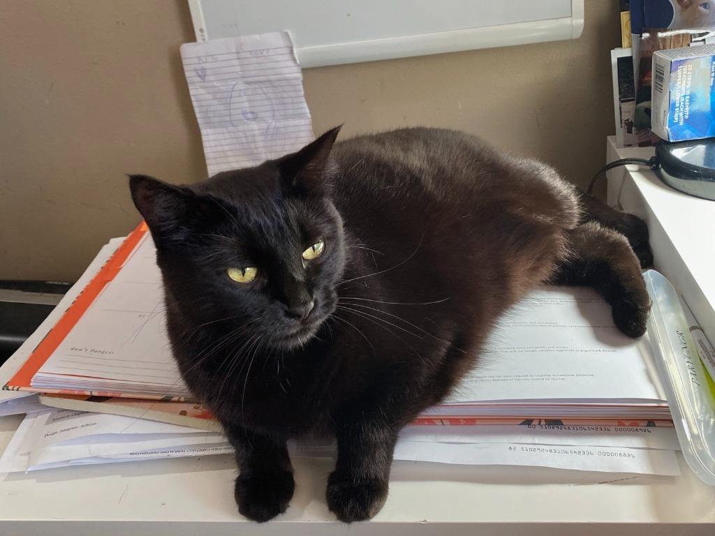 Judy Ann, Adoptable, Adult Female Domestic Short Hair.