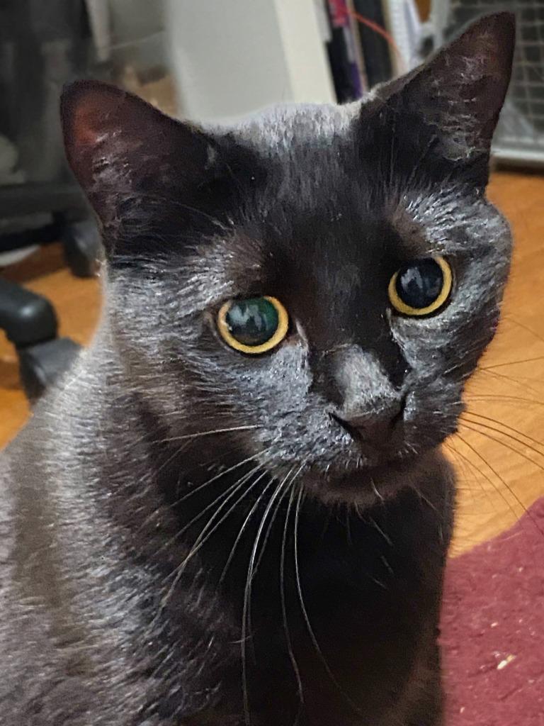 Enlarge Judy Ann, a Adoptable mixed breed in Olathe, KS image 2/5