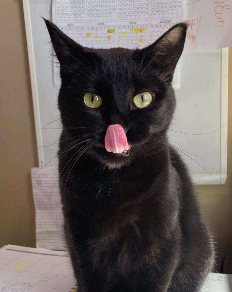 Enlarge Judy Ann, a Adoptable mixed breed in Olathe, KS image 3/5