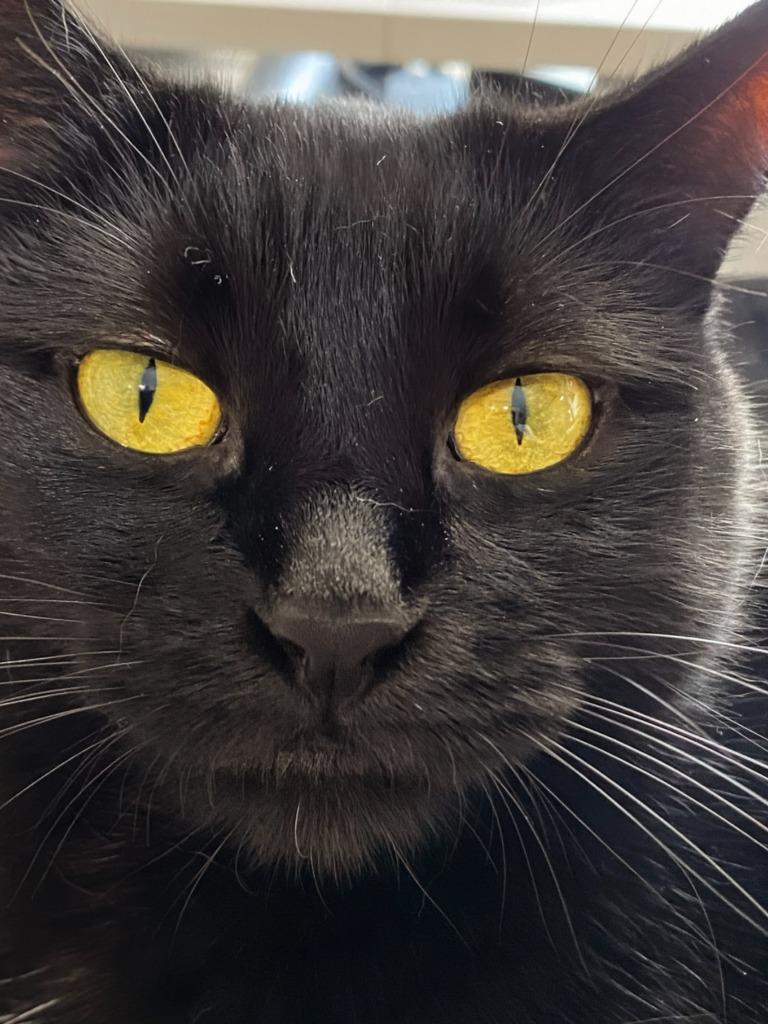 Enlarge Judy Ann, a Adoptable mixed breed in Olathe, KS image 4/5