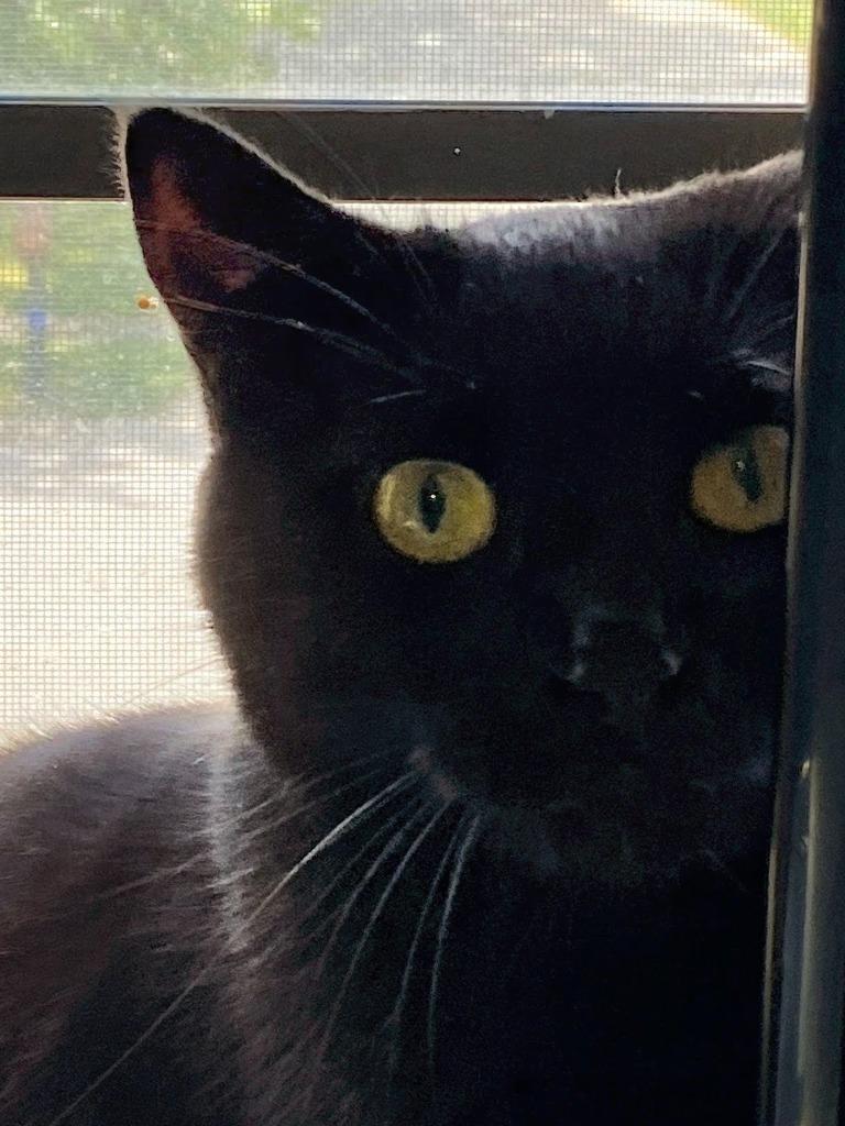 Enlarge Judy Ann, a Adoptable mixed breed in Olathe, KS image 5/5