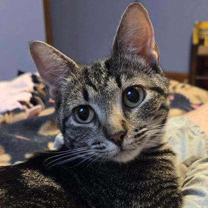 Enlarge Mia, a ADOPTABLE Domestic Short Hair in Lansing, MI image 2/3