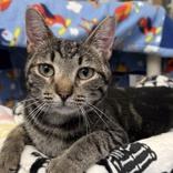 Mia, ADOPTABLE, Young Female Domestic Short Hair.