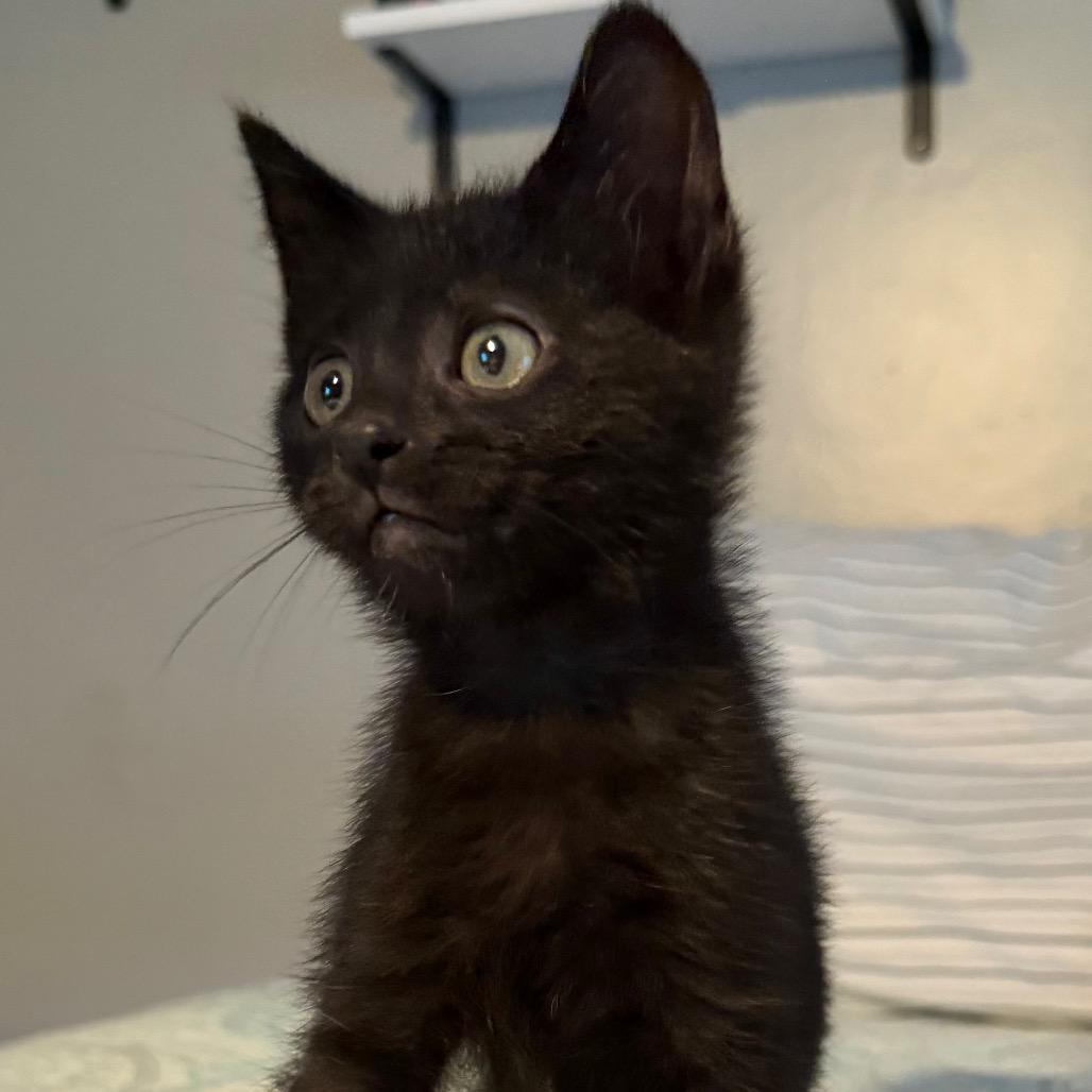 Enlarge Hemisphere, an adopted Domestic Short Hair in Indianapolis, IN image 1/1