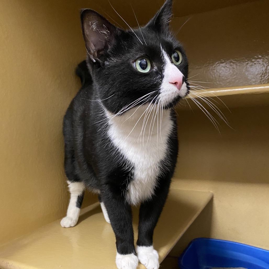 Enlarge Squeak, a Adoptable Domestic Short Hair in Spokane, WA image 1/6