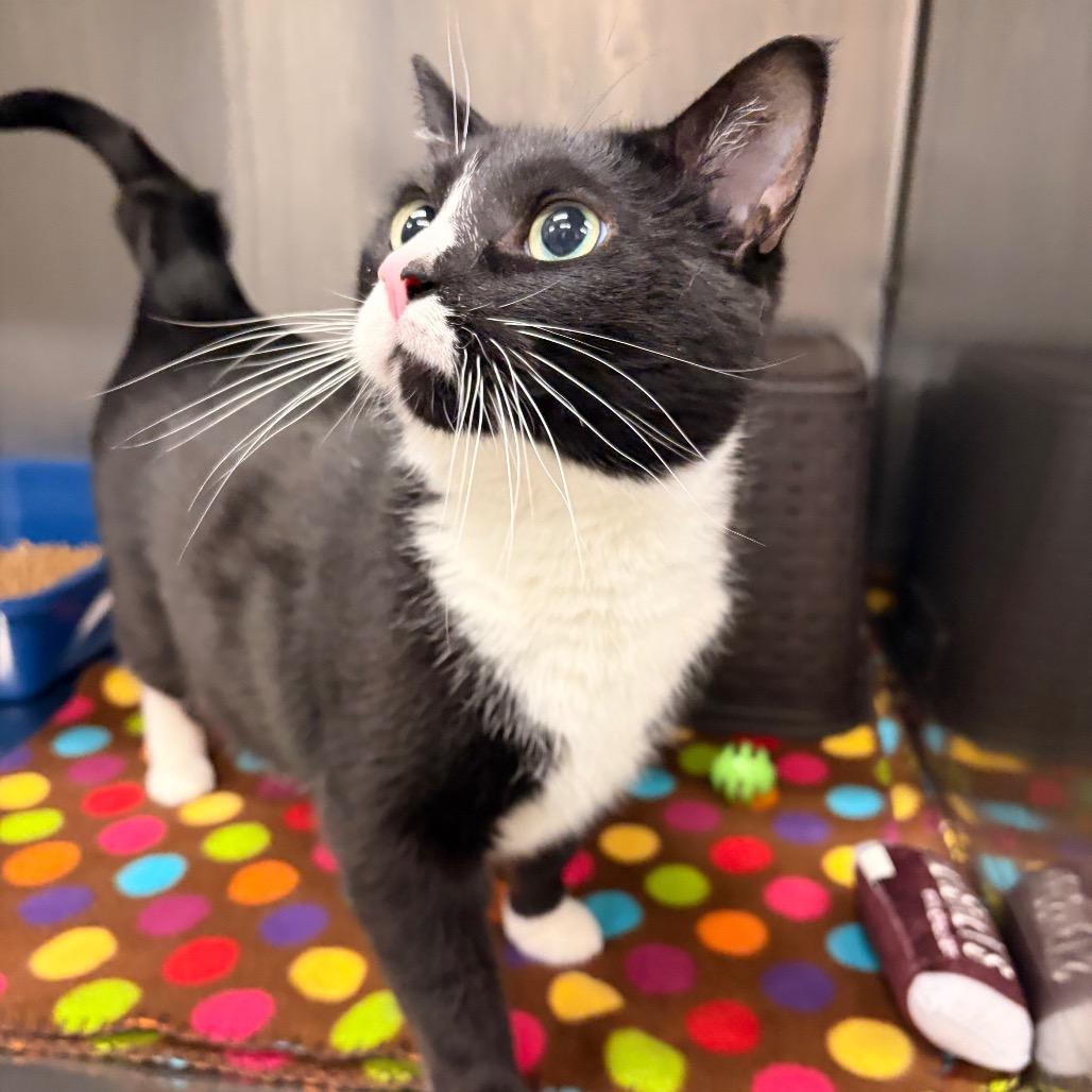 Enlarge Squeak, a Adoptable Domestic Short Hair in Spokane, WA image 2/6