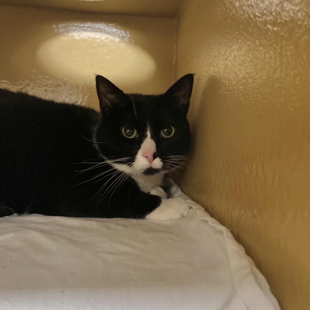 Enlarge Squeak, a Adoptable Domestic Short Hair in Spokane, WA image 3/6