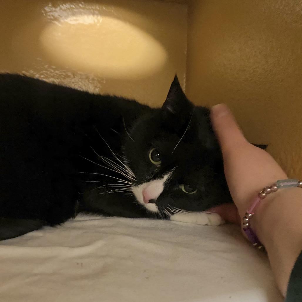 Enlarge Squeak, a Adoptable Domestic Short Hair in Spokane, WA image 4/6