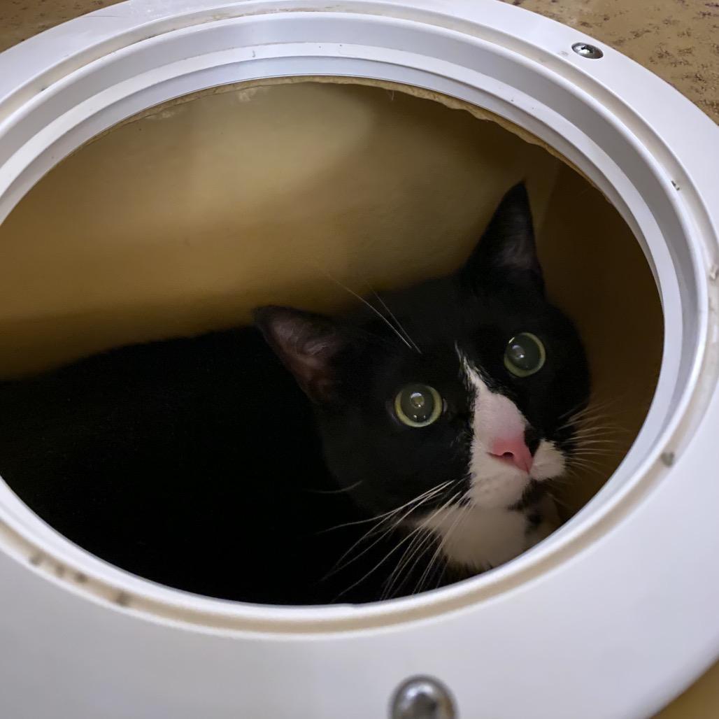 Enlarge Squeak, a Adoptable Domestic Short Hair in Spokane, WA image 5/6