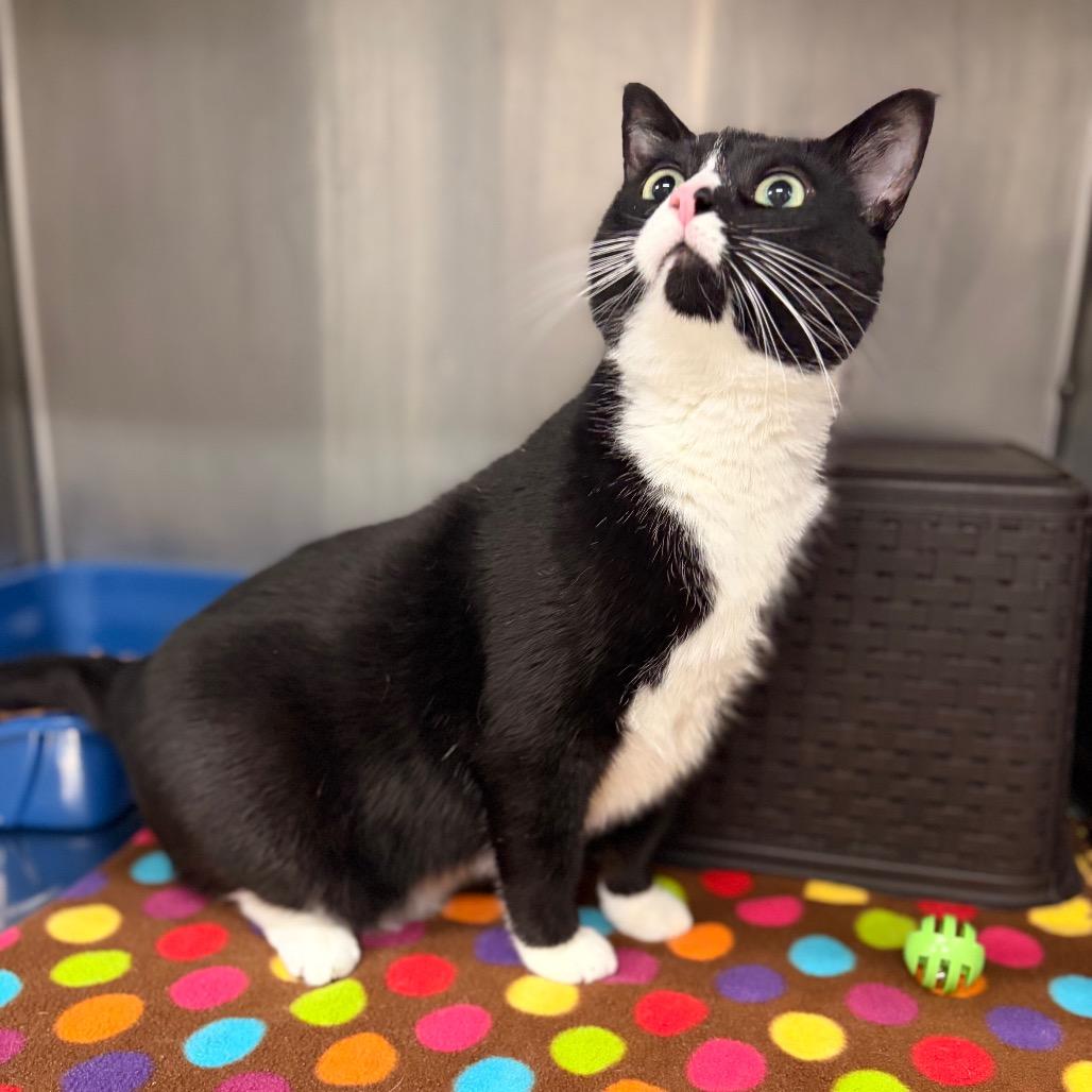 Enlarge Squeak, a Adoptable Domestic Short Hair in Spokane, WA image 6/6