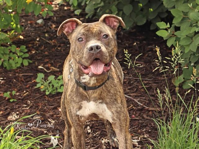 Enlarge MICHELLE, a Adoptable mixed breed in Omaha, NE image 1/1