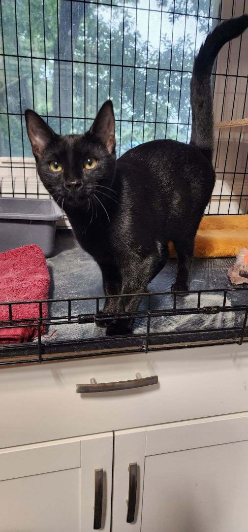 Enlarge Raven, a Adopted American Shorthair in Buena Vista, VA image 1/2