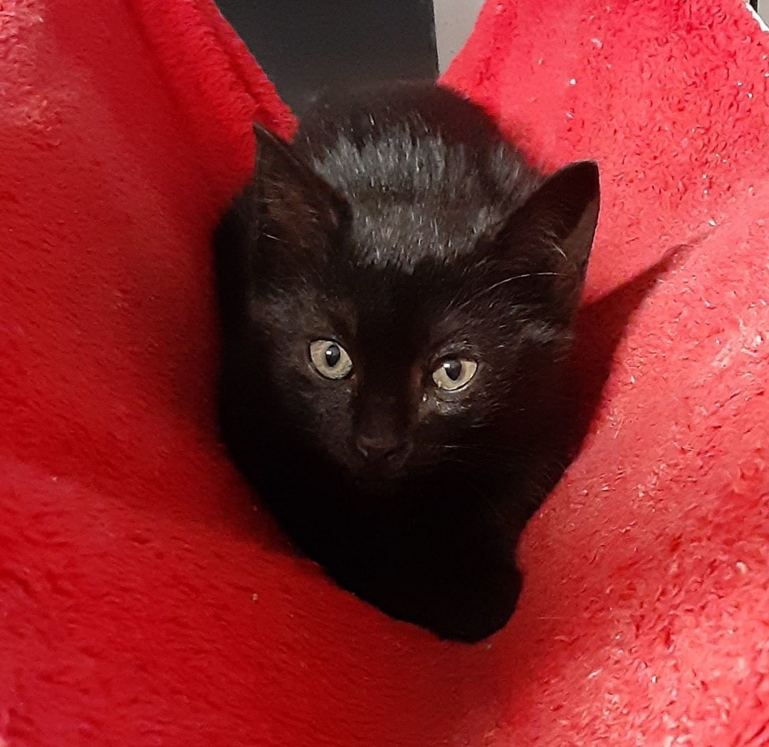 Enlarge Raven, a Adopted American Shorthair in Buena Vista, VA image 2/2